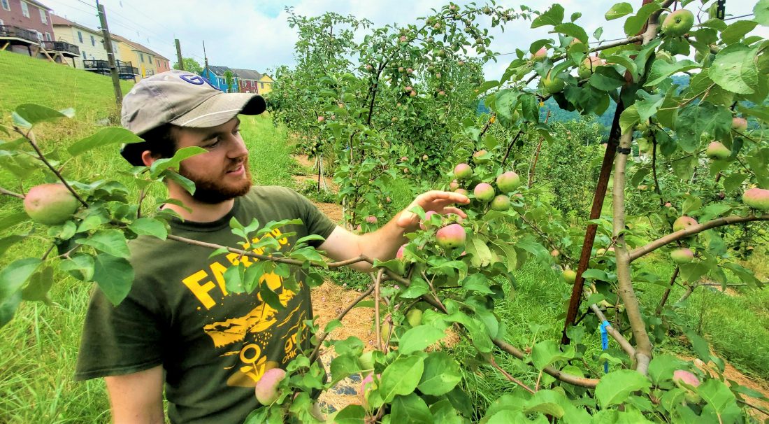 Public Is Invited To Grow Ohio Valley Orchard Day in Wheeling News